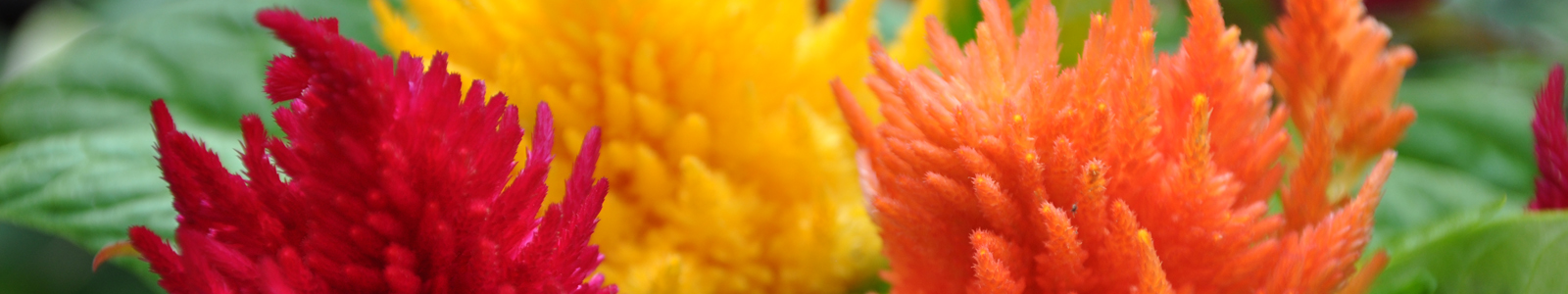 Rosa, gelbe und orange Blüte ©Dr. Köhler